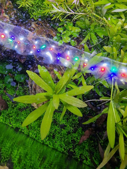 Hygrophila Polysperma