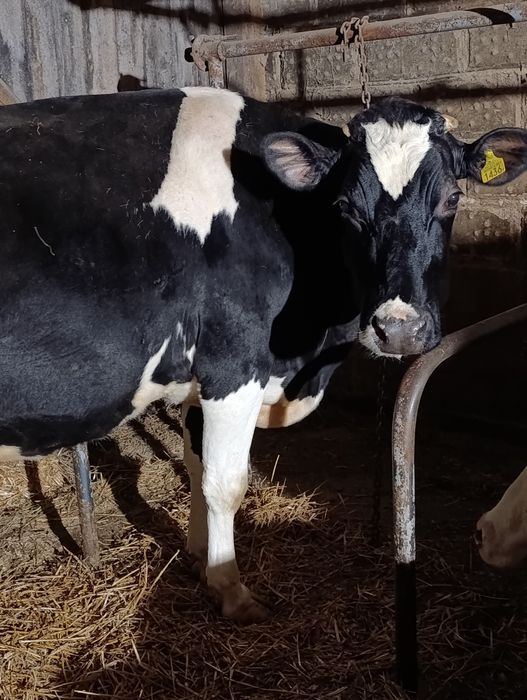 Sprzedam krowy mleczne