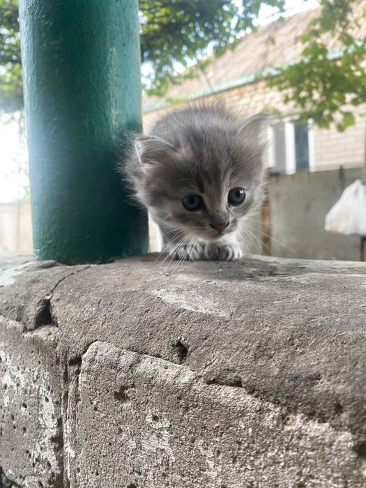 котята в добрые руки ищут семью