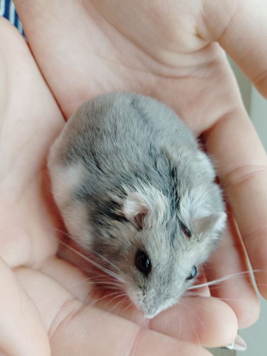 Хом'як джунгарський