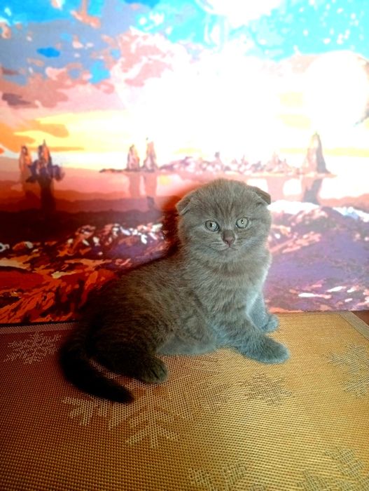 Котенята висловухі шотландці