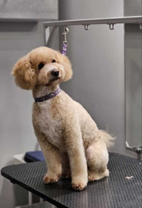 Стрижка собак, купання, триммінг, Львів