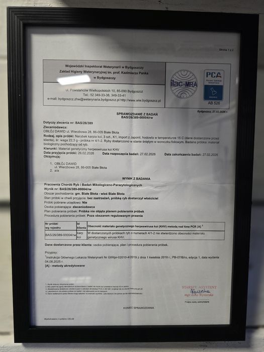 Oryginalne Japońskie karpie koi- odbiór Bydgoszcz