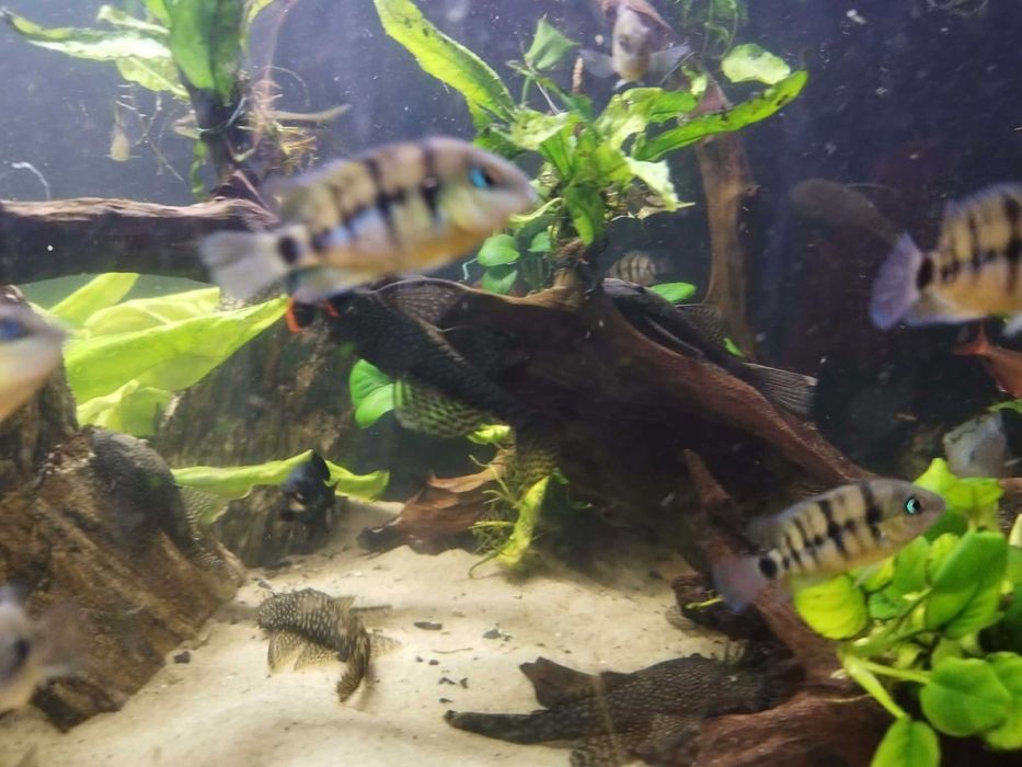 Sprzedam pielęgnice Cuttera