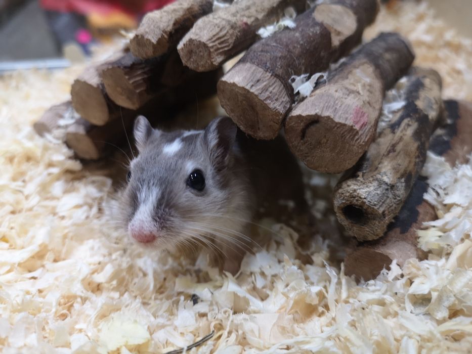 Myszoskoczek - Tina Zoo Zabrze