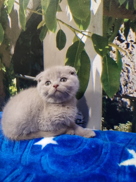 Шотландські новорічні антидеприсанти