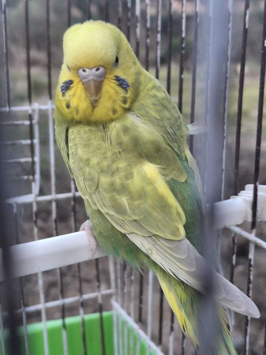 Vendo piriquitos australianos -cor verde