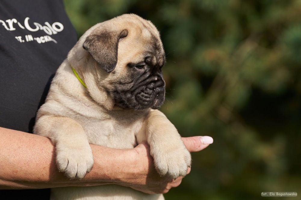 Bullmastiff szczenie