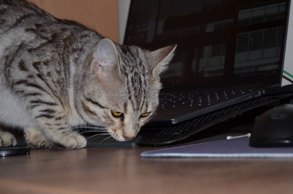 Отдам кошку бесплатно