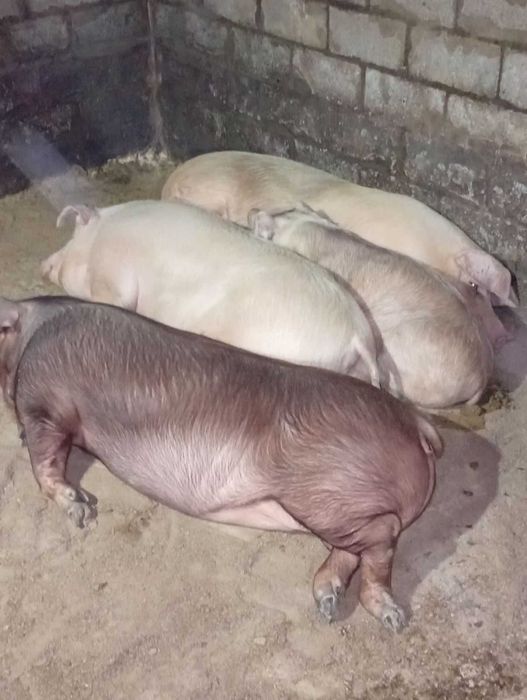 Продам  живою вагою