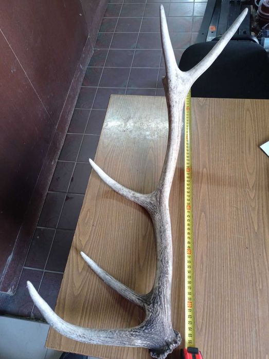 Ріг оленя / один