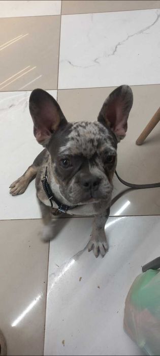 Французький бульдог 7 міс. Кобель