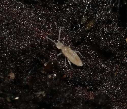 Tropical Springtails Brancas/Rosa/amarelas/laranjas