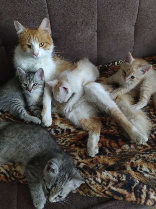 Za Darmo.Oddam Kotki 3 miesieczne