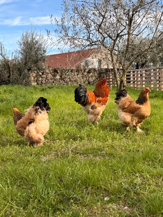 Ovos para Incubação – Galinhas Brahma Buff