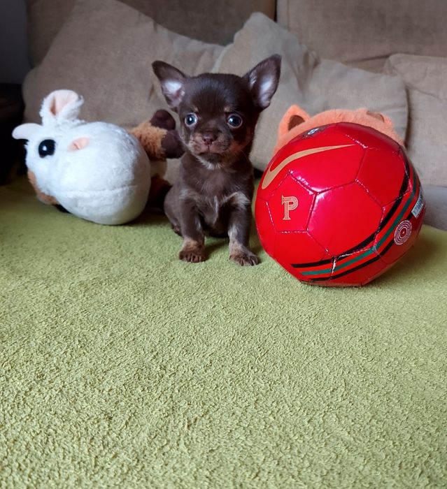 Espetacular Fêmea Chihuahua