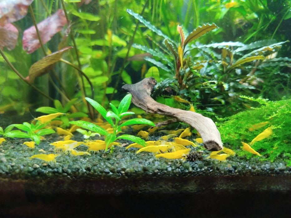 Krewetki neocaridina yellow