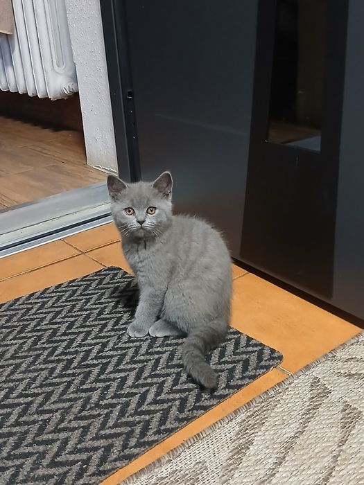 Kocurek brytyjski już do odbioru