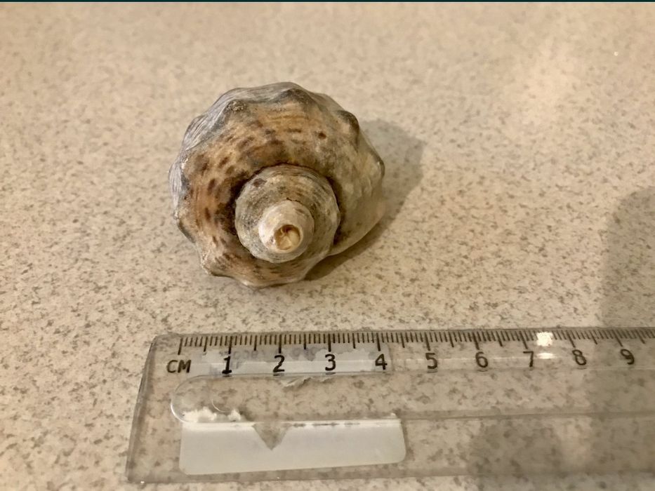 Ракушки разные/мушлі різні