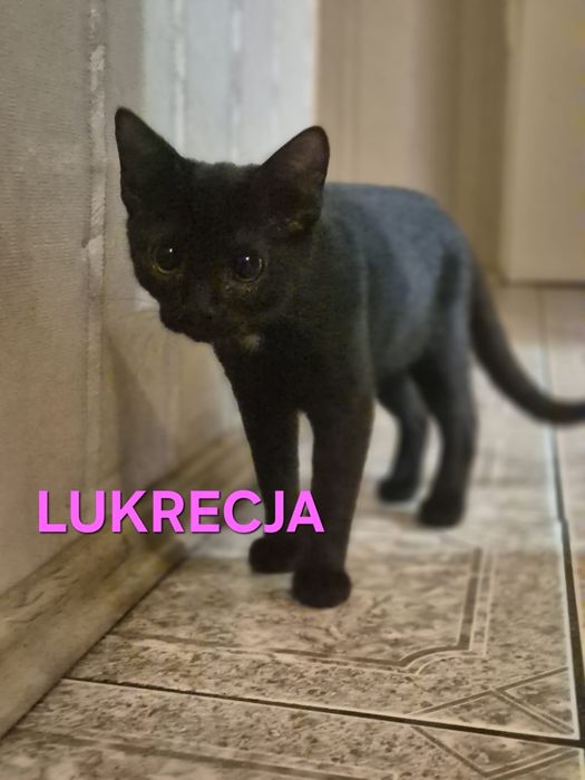 Kocięta do adopcji!