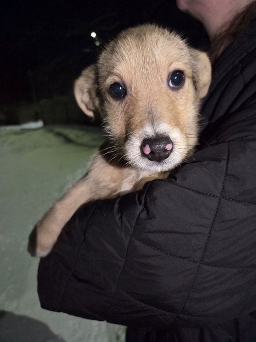 Цуценята в добрі руки