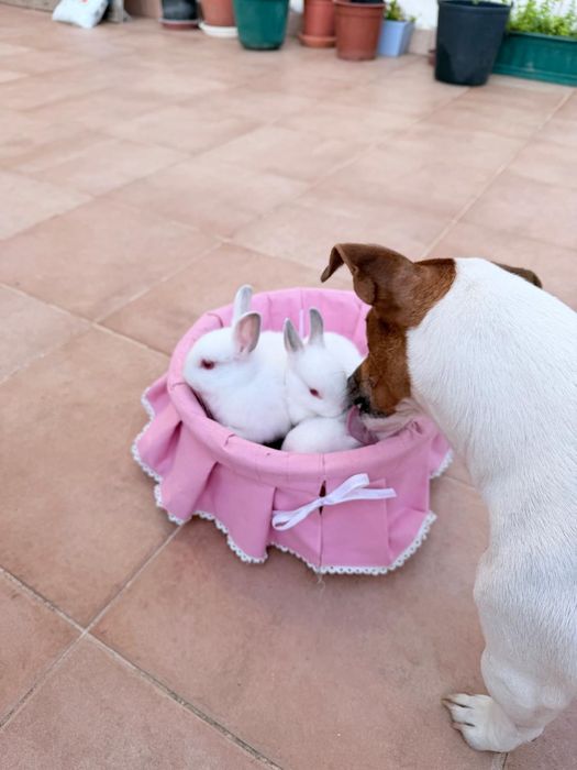 Coelhos anões brancos bebés