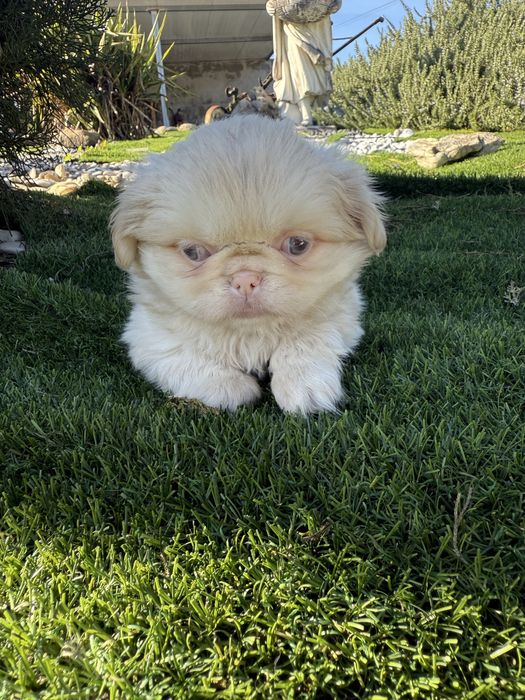 Pequines de olho azul maravilhosa