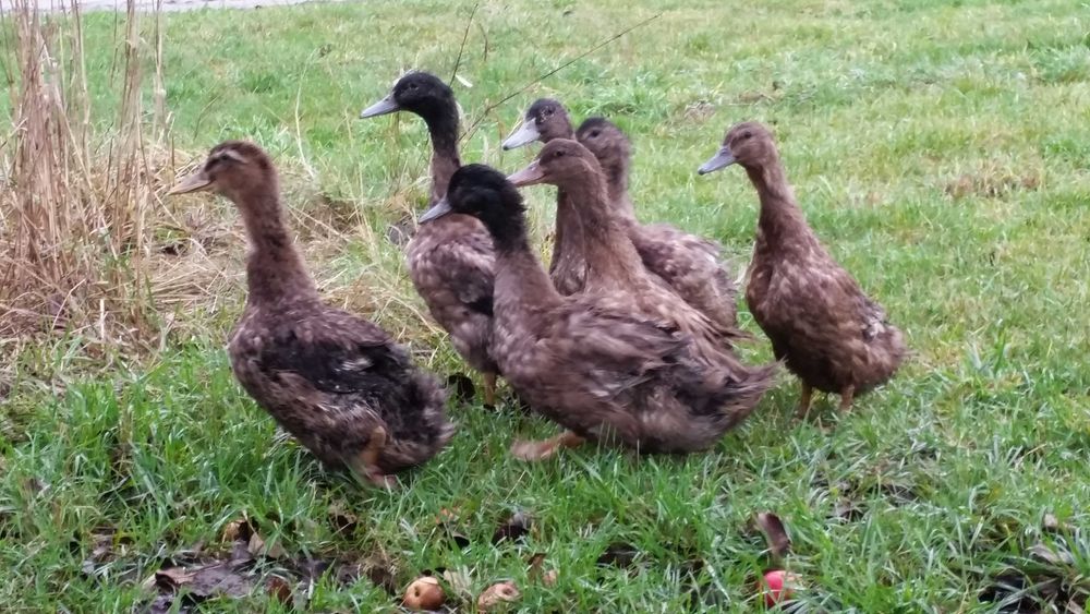 Kaczki pisklęta młode dowóz