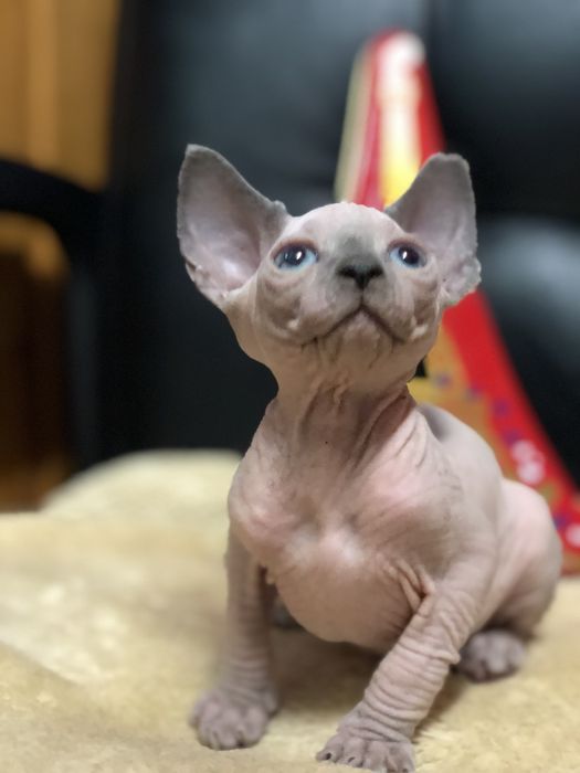 Мальчик канадский сфинкс