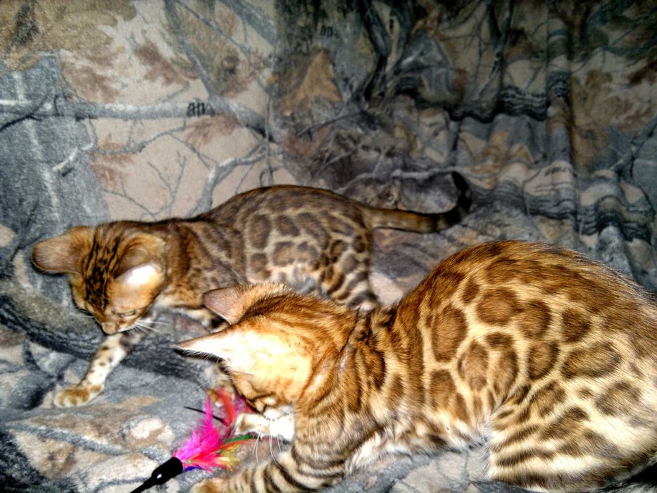 Яскраві бенгалочки для душі чи розведеня