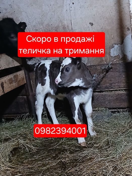 Продам  теличку  .        .