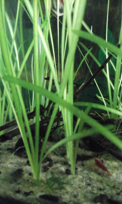 Nurzaniec sprzedam lub zamienię się na rybki