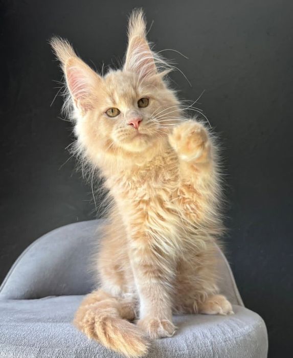 Розкішні золоті кошенята породи Мейнкун