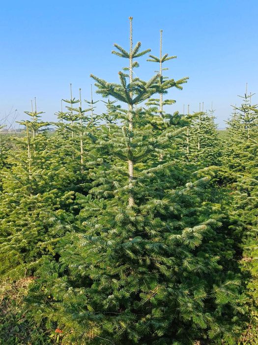 Choinki -  Świerk, jodła