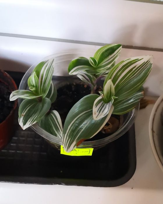 Традесканция укорененная