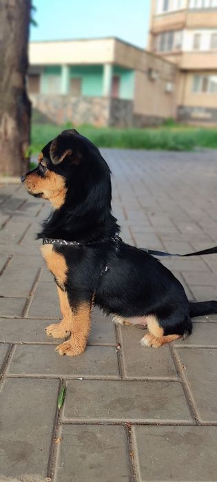 Безкоштовно собачка Булочка