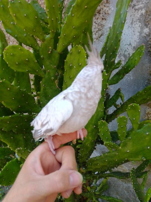 Caturras Domesticadas