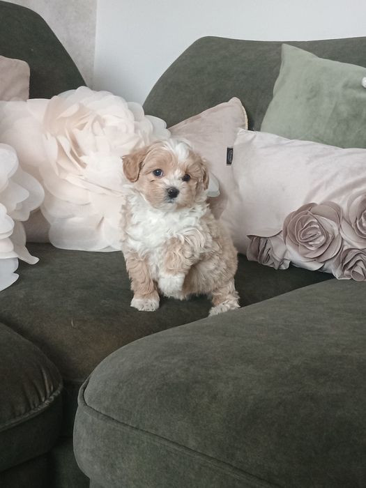Maltipoo maltańczyk pudel toy suczka