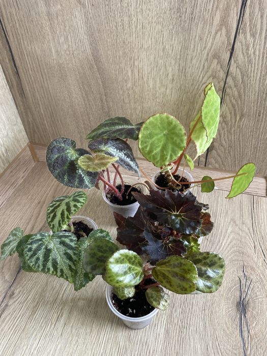 Набір бегоній природні