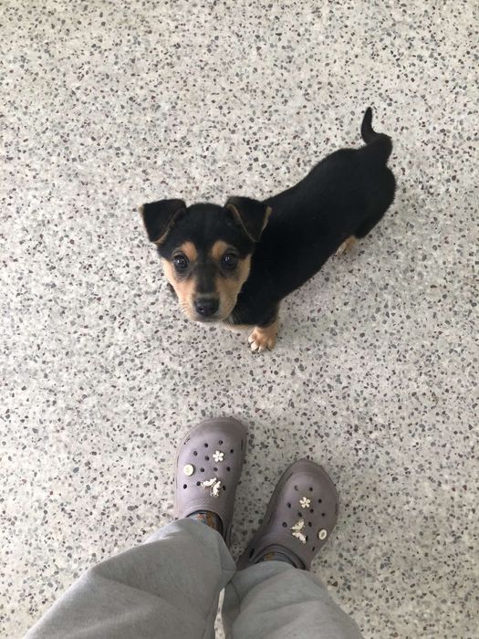 Цуценя шукае сім'ю