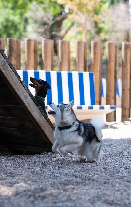 Estadia Familiar Individual - Seu pet nosso único hóspede - pet sitter