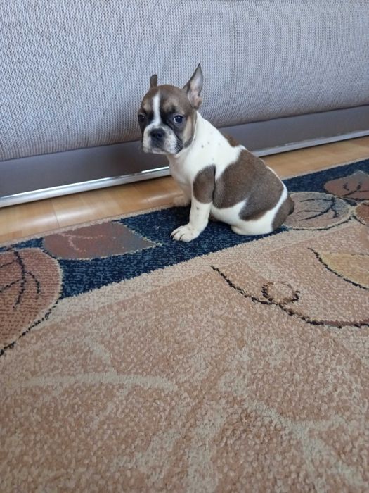 Buldog Francuski polecam !