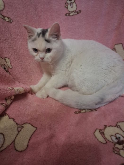 Блакитноока кішечка