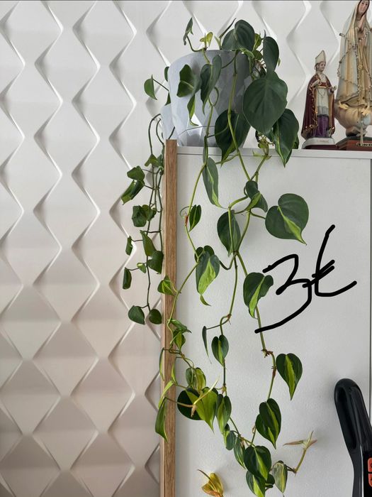 Plantas dracaenas , Zamioculcas e jibóias