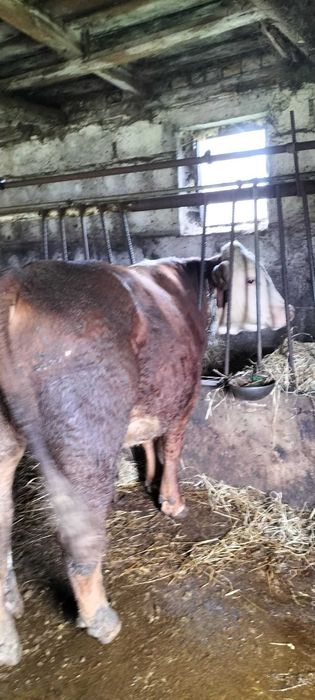 sprzedam byka Hereford