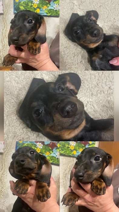 Продам щенков ТАКСА  остался 1 МАЛЬЧИК