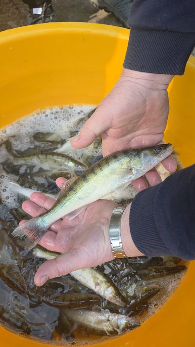 Amur karp lin karaś koi jesiotr szczupak