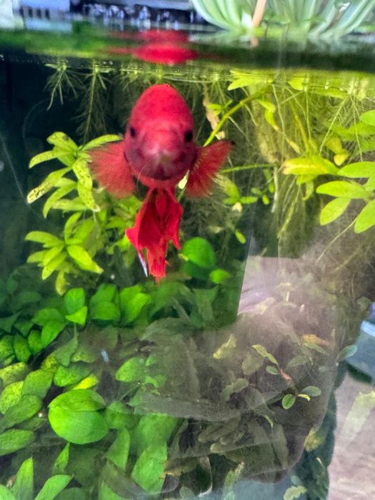 Peixe Betta Aquário