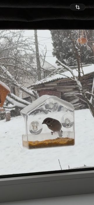 Годівничка на скло, годівниця на вікно