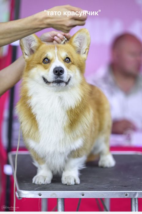 Вельш Коргі Пемброк